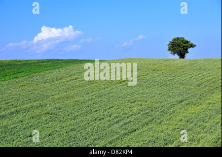 Wheat and tree Stockfoto