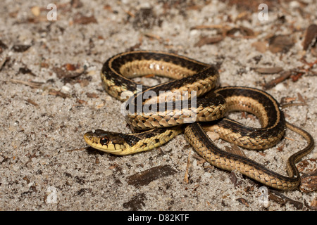 Östlichen Garter Snake - Thamnopihs sirtalis Stockfoto