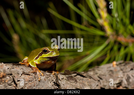 Pine Barrens Tree Frog thront auf einem Tannenzweig - Hyla andersonii Stockfoto