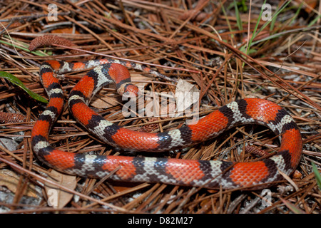 Scharlachrote Schlange auf Kiefernnadeln - Cemophora Coccinea copei Stockfoto