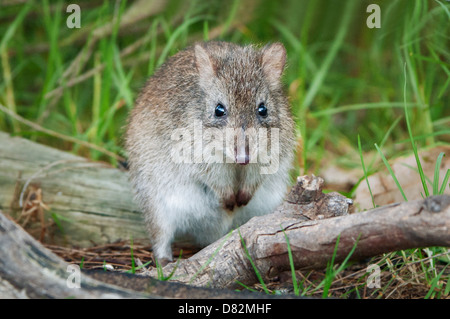 Das bedrohte Langnasen-Potoroo in einem Küstenhabitat. Stockfoto