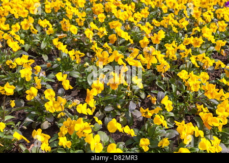 Blumen gelb viola Stockfoto