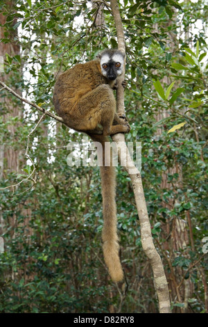 Rot-konfrontierte braune Lemur, Lemuren-Insel, Andasibe, Madagaskar Stockfoto