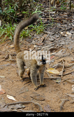 Rot-konfrontierte braune Lemur, Lemuren-Insel, Andasibe, Madagaskar Stockfoto