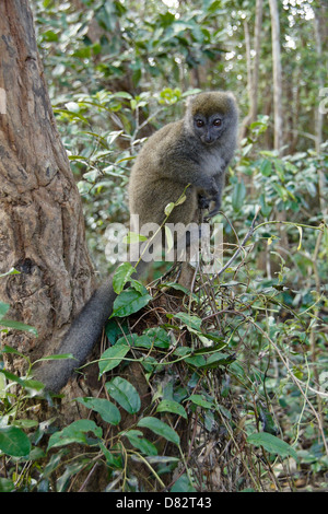 Graue Bambus Lemur, Lemuren-Insel, Andasibe, Madagaskar Stockfoto