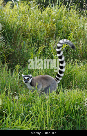 Katta, Lemuren-Insel, Andasibe, Madagaskar Stockfoto