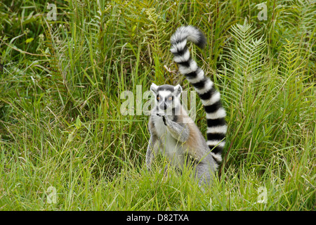 Katta, Lemuren-Insel, Andasibe, Madagaskar Stockfoto