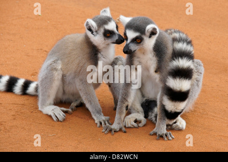 Kattas, Berenty Reserve, Madagaskar Stockfoto