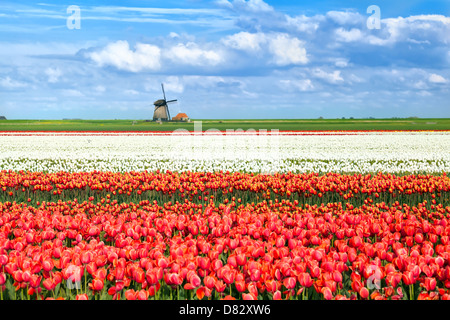 Bunte Tulpen Felder Duкшng Frühling in Alkmaar, Nordholland Stockfoto