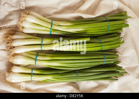 Die Trauben der Frühlingszwiebeln, manchmal auch als lange oder grüne Zwiebeln Stockfoto