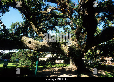 Elk283-3538 Louisiana, Cajun Country, Lafayette, Cathedral of St. John der Evangelist, 400-Jahr-alte Eiche Stockfoto