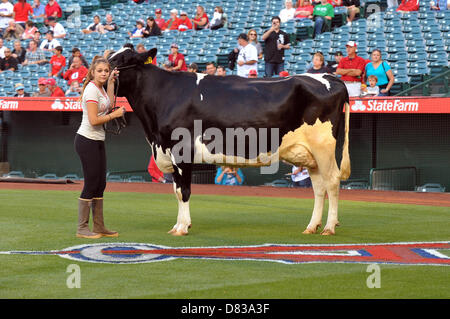 Anaheim, Kalifornien, USA. 17. Mai 2013. Eine Kuh ist auf dem Feld für die Mannschaften jährliche Molkerei Nacht vor der Major League Baseball Spiel zwischen den Los Angeles Angels und die Chicago White Sox im Engel Stadium in Anaheim, CA. David Hood/CSM/Alamy Live News Stockfoto