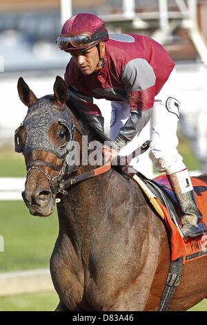 Baltimore, Maryland, USA. 17. Mai 2013. Letzten Gunfighter (#7, links), Javier Castellano, gewinnt der Pimlico-Special bei Pimlico Race Course in Baltimore, Maryland. Trainer ist Chad Brown. (Bild Kredit: Kredit: Joan Fairman Kanes/Eclipse/ZUMAPRESS.com/Alamy Live-Nachrichten) Stockfoto