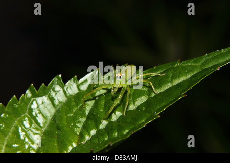 Eine Magnolia Grün springen Spinne sitzt auf einem grünen Blatt. Stockfoto