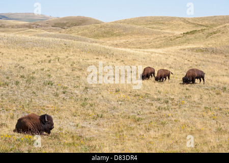 Im Waterton Lakes National Park, Alberta, Kanada, weidet die Bisonherde auf dem rauen Wiesenschwingel der Prärie. (Bison-Bison) Stockfoto