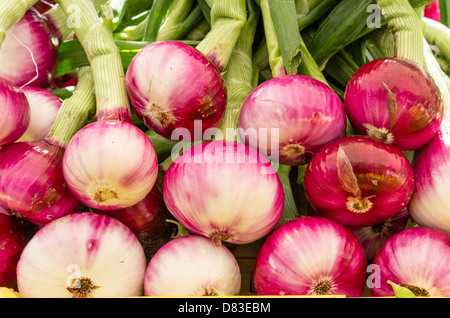 Frisch geerntete rote Zwiebeln auf dem Display auf dem Bauernmarkt Stockfoto