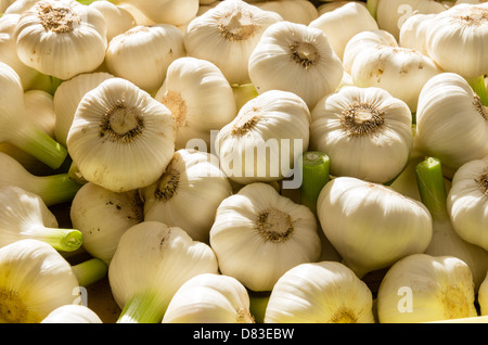 Frisch geerntete Knoblauchzehen auf dem Display auf dem Bauernmarkt Stockfoto