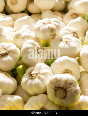 Frisch geerntete Knoblauchzehen auf dem Display auf dem Bauernmarkt Stockfoto