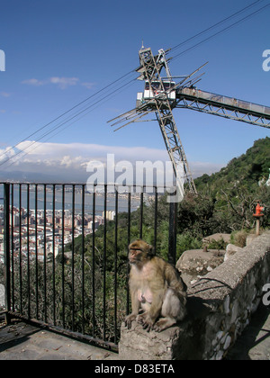 Ein Berbermakaken genießt den Panoramablick von einem Hügel in Gibraltar. Stockfoto
