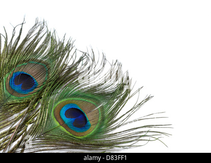 Bunte Pfau Federn Closeup isoliert auf weißem Hintergrund Stockfoto