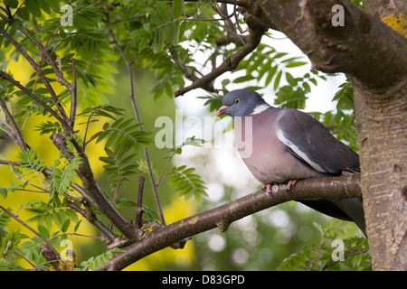 Columba palumbus. Ringeltaube sitzen in einem Rowan Tree Stockfoto