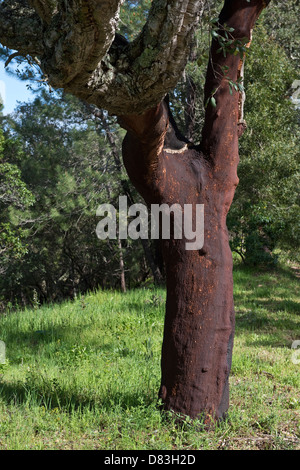 Kork-Eiche (Quercus Suber) Baum mit Rinde, die vor etwa 10 Monaten geerntet São Brás de Alportel Algarve Portugal Mittelmeer Europa Stockfoto
