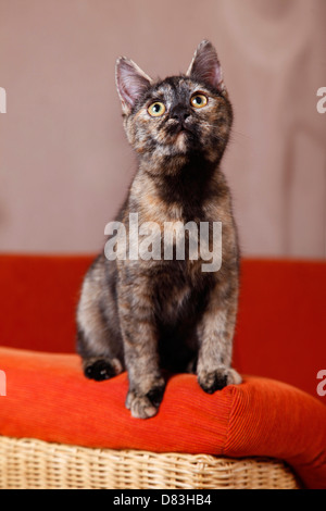 sitzende Katze Stockfoto