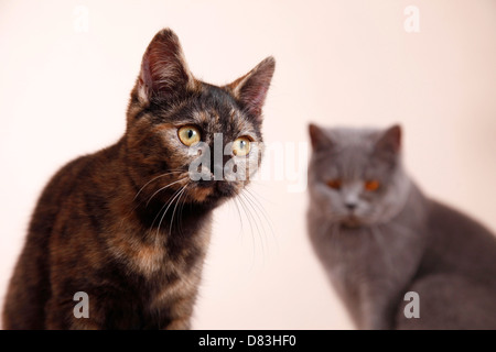 Katze portrait Stockfoto