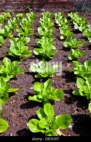Reihen von frischem Salat Pflanzen wachsen in einem Gemüsegarten. Stockfoto
