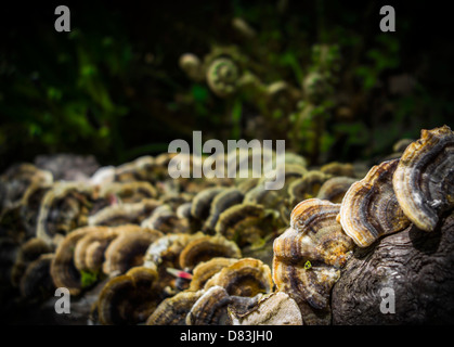 Trametes versicolor (Turkeytail) Pilze wachsen auf der Rinde eines umgestürzten Baumes Stockfoto