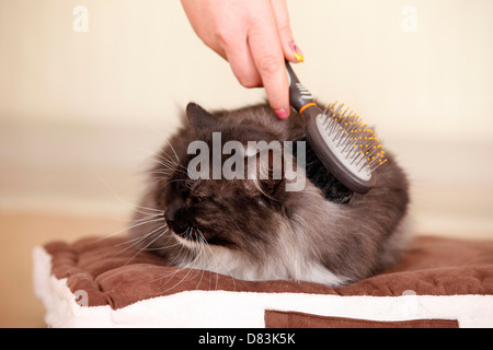 gekämmt Katze Stockfoto