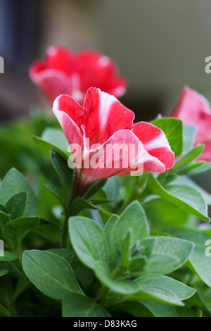 Rot weiß Petunia in hängenden Korb Stockfoto