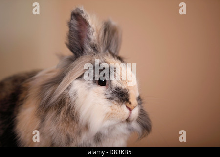 löwenköpfige Kaninchen Stockfoto