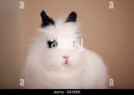 löwenköpfige Kaninchen Stockfoto