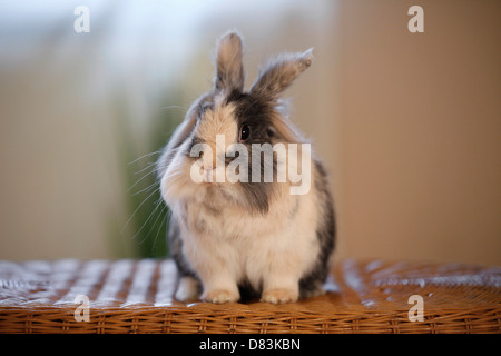 löwenköpfige Kaninchen Stockfoto