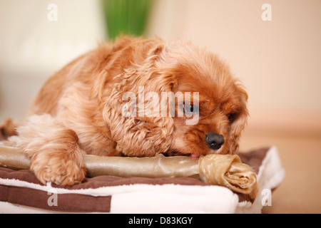 Cavalier King Charles Spaniel Stockfoto
