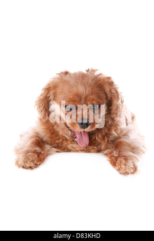 Cavalier King Charles Spaniel Stockfoto