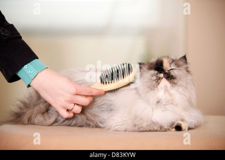 Perserkatze Stockfoto