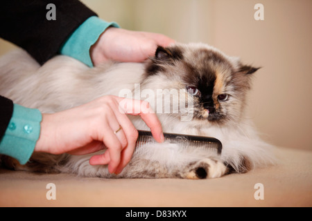 Perserkatze Stockfoto