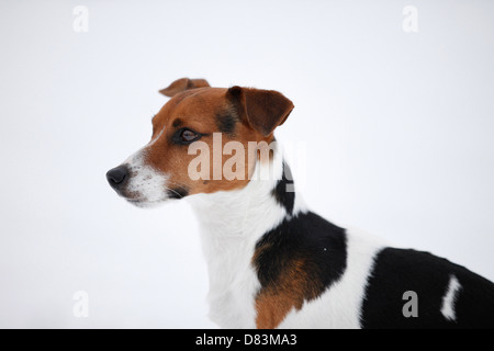 Jack Russell Terrier im Schnee Stockfoto