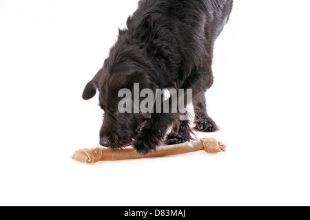 schwarzer Hund Stockfoto