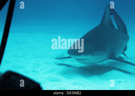 Bullenhai (Carcharhinus Leucas) nähert sich Taucher, Playa del Carmen, Mexiko Stockfoto