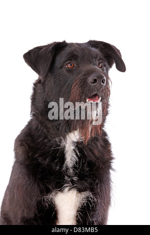 schwarzer Hund Stockfoto