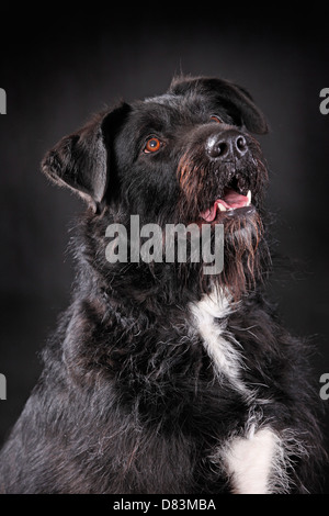 schwarzer Hund Stockfoto