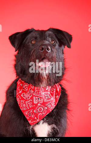 schwarzer Hund Stockfoto