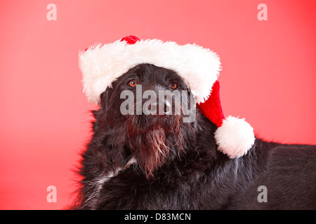 schwarzer Hund Stockfoto