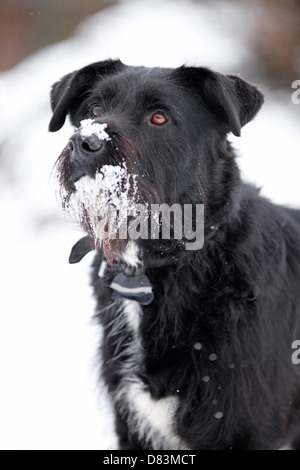 schwarzer Hund Stockfoto