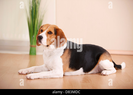 Beagle liegend Stockfoto