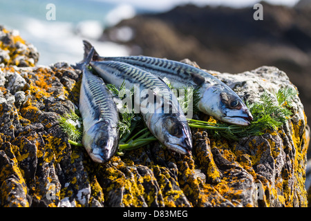 Makrele und Dill auf den Felsen am Meer Stockfoto