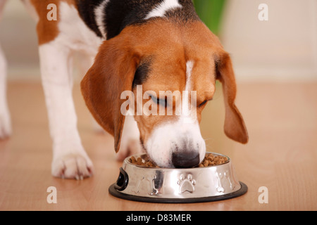 Beagle Stockfoto